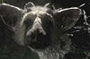 Fumito Ueda confirma que The Last Guardian sigue en desarrollo