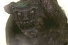 TGS: Nuevas im�genes y tr�iler de ICO y Shadow of the Colossus en alta definici�n
